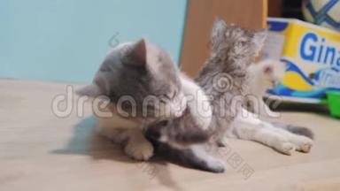 猫妈妈和条纹可爱苏格兰小搞笑视频小猫可爱视频.. 小可爱的小猫睡在猫妈妈旁边